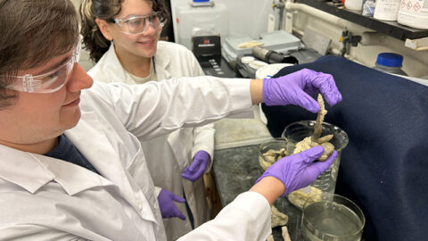 Aaron Mena (left) and Jennifer Garcia Rodriguez, graduate students in Purdue University’s Department of Chemistry, affix corals using adhesive formulations developed from fully sustainable, bio-based components. The formulations could have applications in the construction, manufacturing, biomedical, dental, food and cosmetic industries as well as coral reef restoration. (Purdue University photo/Gudrun Schmidt)
